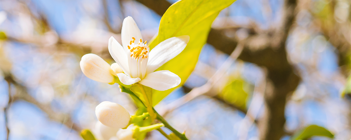 Podridão Floral: Prevenção e cuidados durante o período chuvoso