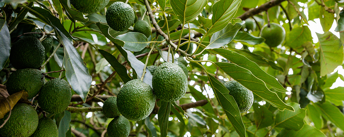 A importância da poda no cultivo de abacates