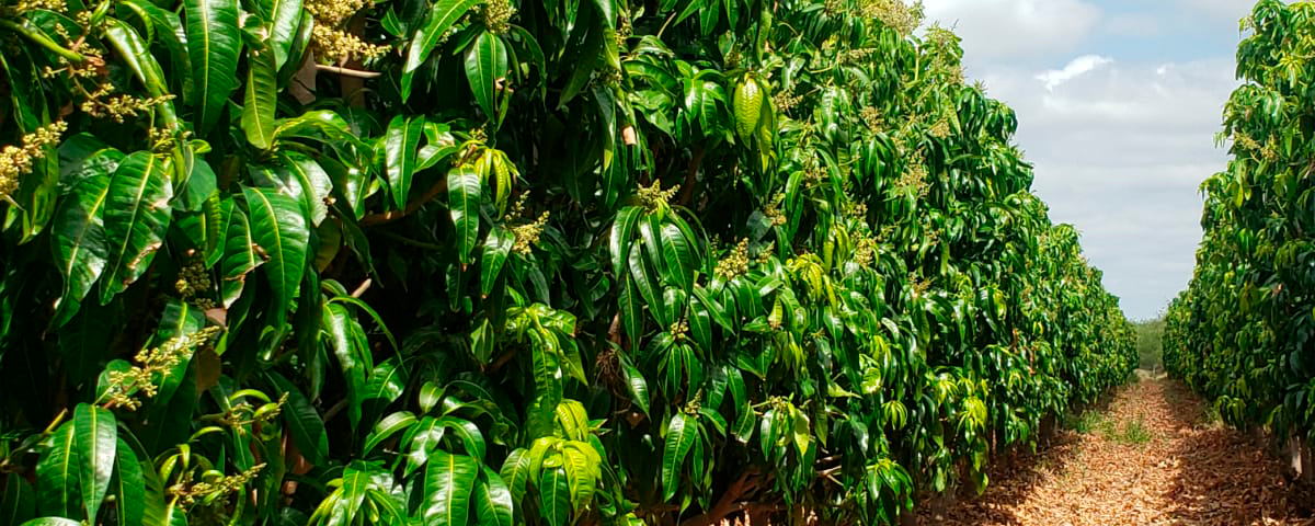 Poda de fruteiras: Saiba como melhorar sua produção