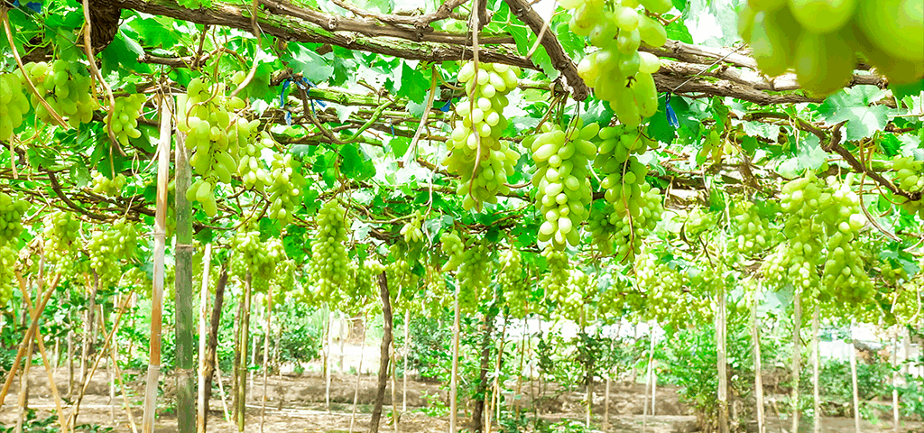 Descubra como a poda de videiras pode transformar sua produção de uvas