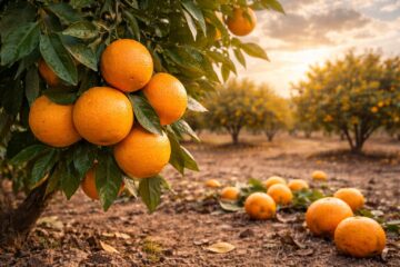 Safra de laranja 2025/26: queda na produção e impactos do clima e do greening